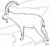 Goat Coloring Pages Ibex Boer Alpine Goats Drawing Ausmalen Nubian Meerkat Mountain Steinbock Zum Ausmalbilder Bilder Alpen Wild Malvorlagen Supercoloring sketch template