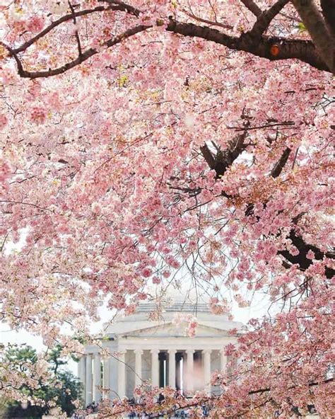 Guide To The 2020 National Cherry Blossom Festival In Washington Dc