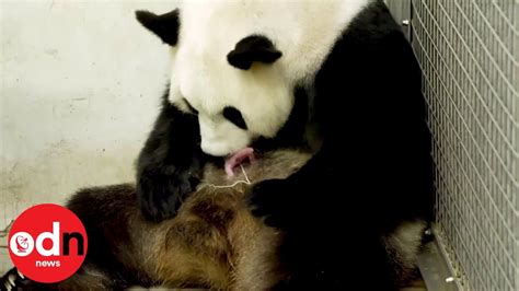 Rare Giant Panda Gives Birth To Twins Youtube