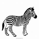 Cebra Colorir Cebras Dibujar Safari Ultracoloringpages Foal Wildlife Stampare Imprimir sketch template