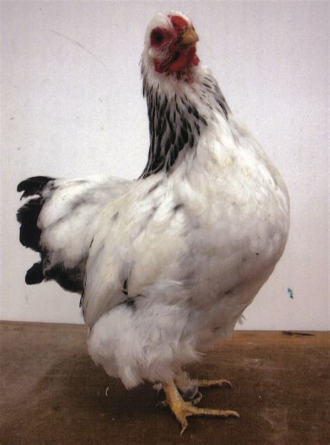 Columbian Wyandotte Bantam Chickens Cackle Hatchery