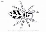 Spider Zebra Drawing Draw Step Arachnids Tutorials sketch template