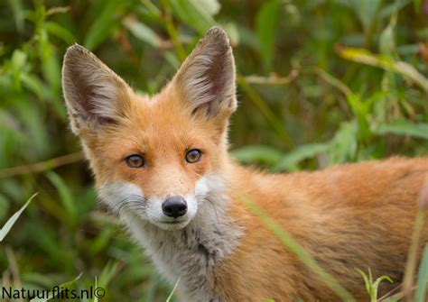 vosje natuurflitsnl natuurfotografie