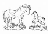 Pferde Ausmalbilder Pferd Fohlen Malvorlagen Schleich Malvorlage Horseland Reiter Ausdrucken Mustang Sammlung Barbie Gratis Genial Fotografieren Reiterin Fisch Fische Babyparty sketch template