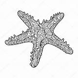 Colorare Starfish Stelle Adulti Coloring Zeester Vettore Etoile Kolorowanka Rozgwiazda Disegni Boek Kleurend Coloritura Unico Zentangle Vecteur Lusso Depositphotos Fantastiche sketch template