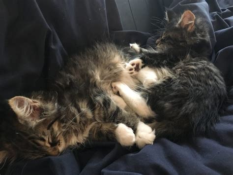 the way we roll kittens just love to wrestle two maine coon kittens