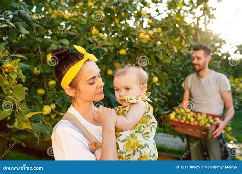 happy young family  picking apples   garden outdoors stock image image  farm