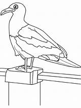 Seagull Drawing Getdrawings Coloring sketch template