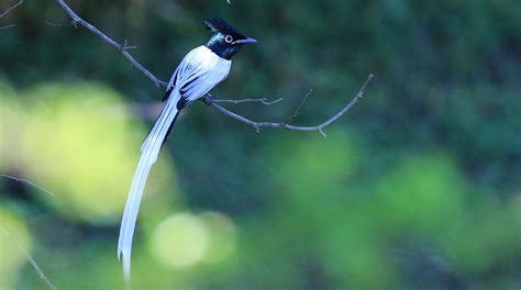 indian paradise flycatcher sighting at yala
