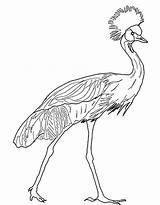 Crane Coloring Crowned Pages Print Printable Color Animal Supercoloring sketch template
