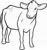 Cow Draw Coloring Pages Cattle Printable Drawing Outline Kids Baby Cartoon Calf Animals Children Clipart Step Colouring Color Line Simple sketch template