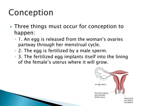 conception pregnancy  delivery powerpoint