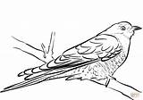Coloring Cuckoo Branch Pages Sitting Cuckoos Printable Drawing Coloringbay Supercoloring sketch template