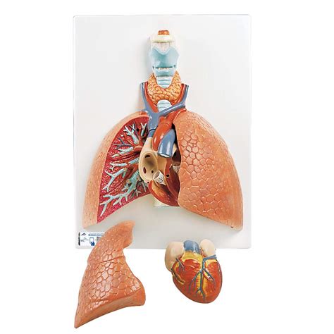 3b scientific vc243 life size 5 part lung model 3b smart