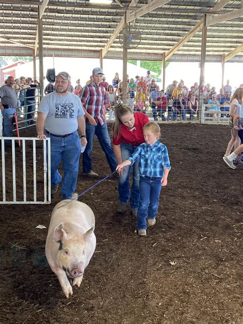 mini  livestock show offers  opportunities  show  arena setting