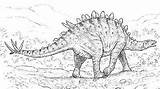 Tuojiangosaurus Dinosaur Museum Natural History Type sketch template