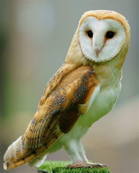 filetyto alba british wildlife centre surrey england  jpg