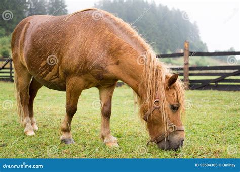 brown pony grazing stock image image  livestock grazing