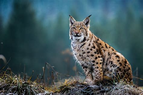 eurasian lynx   computer model highlighted   site  restoring  wild cat