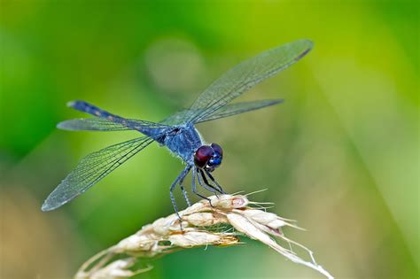 whats  dragonfly habitat    dragonflies eat