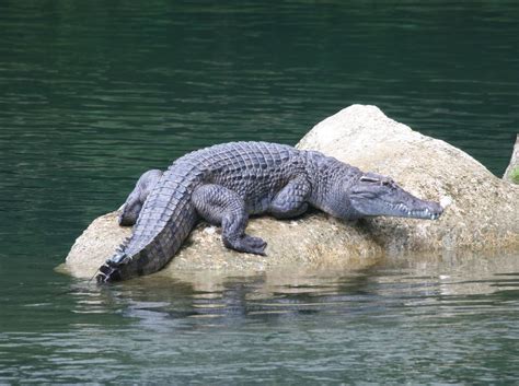 crocodile  biggest animals kingdom