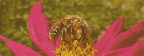 pollination    bees  important alveole