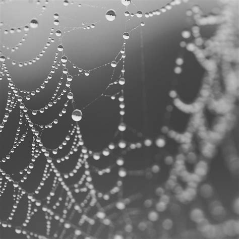 band w black and white dew drops rain image 313644 on