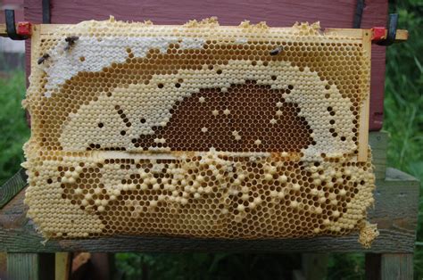 life   honeybee colony somerset beekeepers association