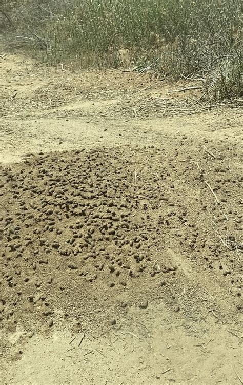 flying insects   burrowed   ground hive southern ca whatsthisbug