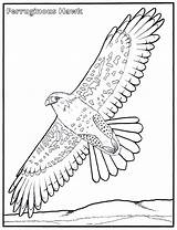Hawk Coloring Pages Red Tail Getdrawings sketch template