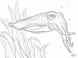Coloring Pages Cuttlefish Common Fish Printable Designlooter Choose Board Super 68kb 1199 Haz Click sketch template