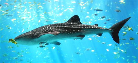filewhale shark georgia aquariumjpg wikipedia   encyclopedia