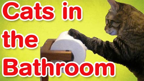 Cats In The Bathroom Funny Cat Compilation Youtube