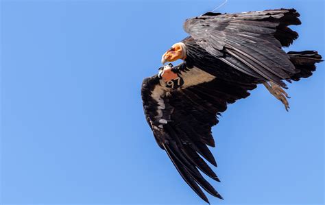 el mitico condor de california volvera  volar despues de  siglo de ausencia national