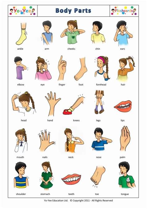 body parts flashcards  kids vocabulary cards