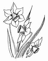 Daffodil Daffodils Kindpng sketch template