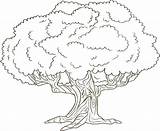 Sketsa Pohon Mudah Digambar Beringin Mewarnai sketch template