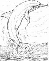Delfine Malvorlage Dolfijn sketch template