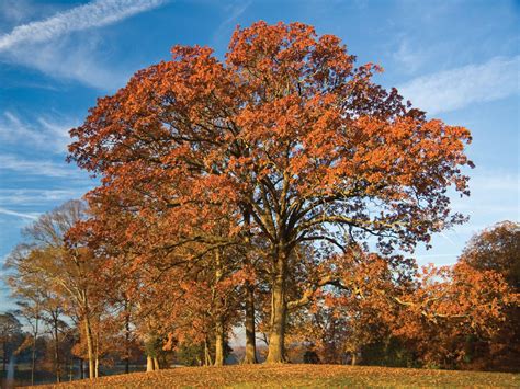 types  oak trees   bark  leaves identification guide