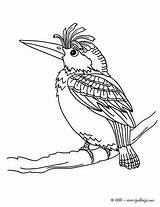 Oiseau Carpintero Pajaro Hellokids Pau Pica Gallo Ausmalen Colorier Specht Oiseaux Yodibujo Woodpecker Animado sketch template