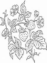 Strawberry Coloring Pages Plant Fruit Printable Designs Embroidery Bush Strawberries Shortcake Color Kids Animals Para Berries Hand Desenho Pintar Sherriallen sketch template