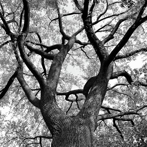 tree branches photograph  adam garelick