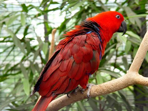 ovaltes eclectus parrots  australian eclectus parrots  habitat