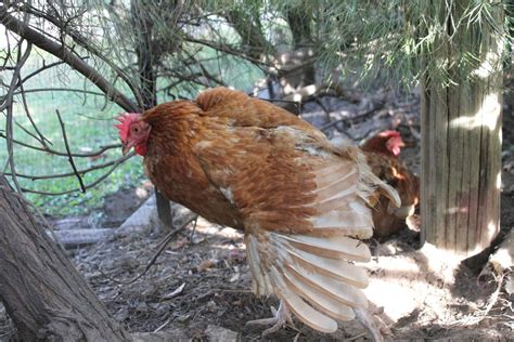 The Lowdown On Red Sex Links Backyard Chickens