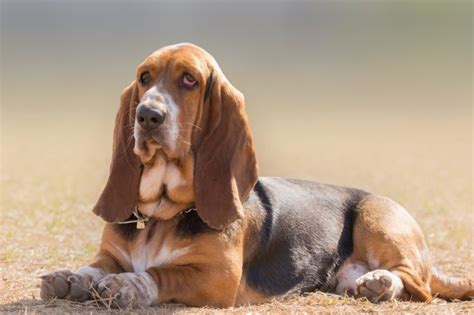 popular hound dog breeds  pictures pet keen