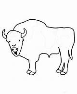 Bison Drawing Kids Coloring sketch template