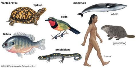 vertebrate definition characteristics examples classification