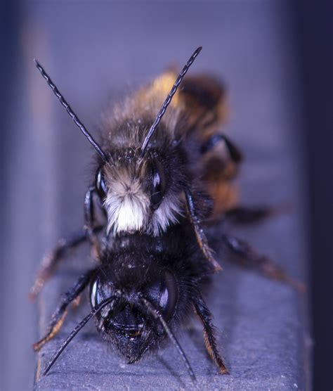 vroege vogels foto geleedpotigen vrijende metselbijen