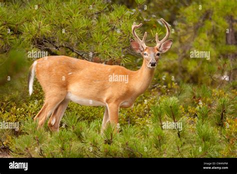 white tailed deer buck odocoileus virginianus  point buck stock