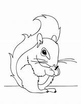Squirrel Coloring Pages Printable Outline Cartoon Kids Squirrels Tattoo Fall Template Thanksgiving Print Simple Good Sheets Line Popular Tattooimages Biz sketch template